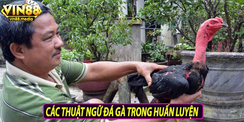 Các thuật ngữ trong đá gà trong huấn luyện